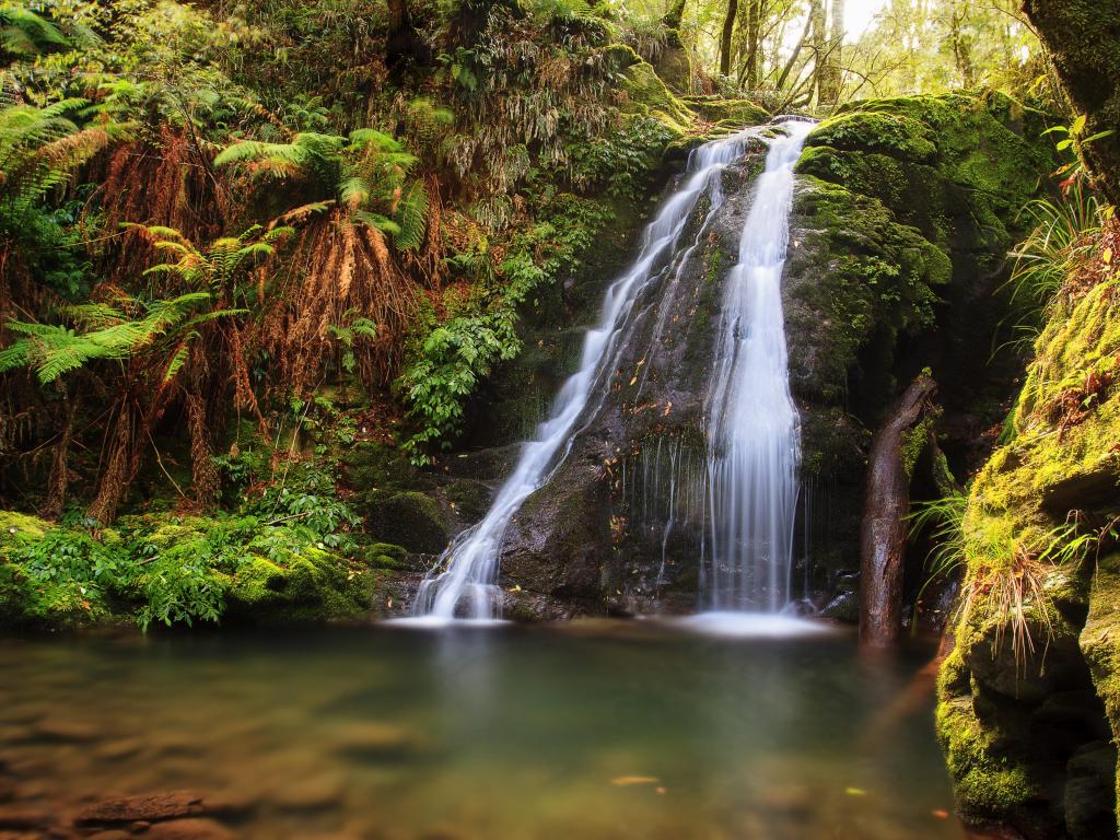 Waterfalls in the New England National Park surrounded by ferns