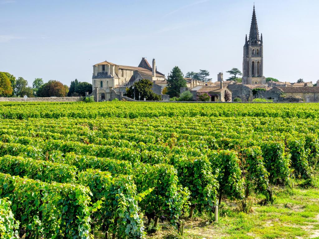 Vineyards of Saint Emilion, Bordeaux on a sunny day, France