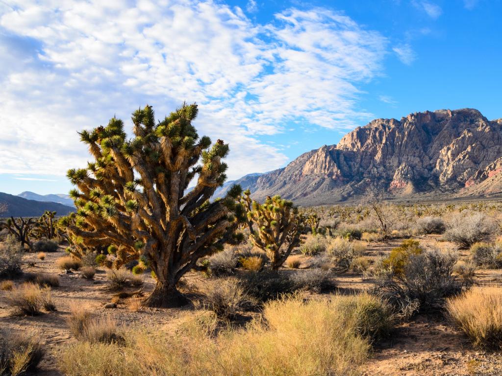 Spring Mountain Ranch State Park, Nevada, USA with trees and grasses in the foreground and rocky mountains in the distance taken on a sunny day.