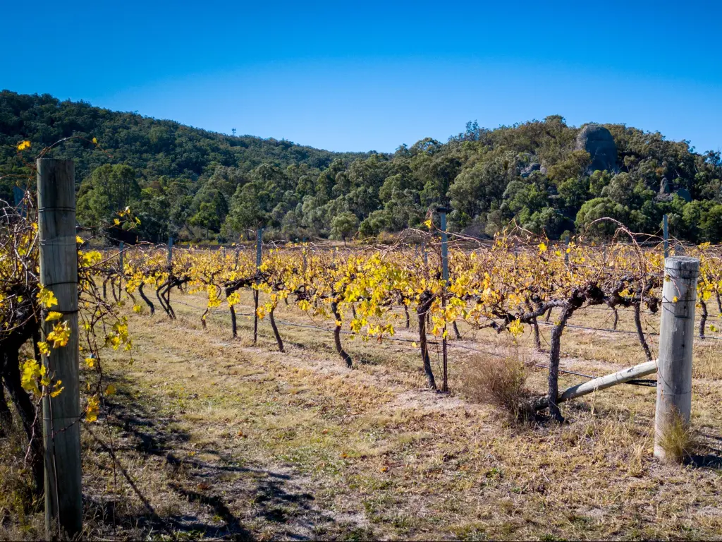 Rows of vines set against granite rock under a blue sky in the vineyards at Stanthorpe, Australia