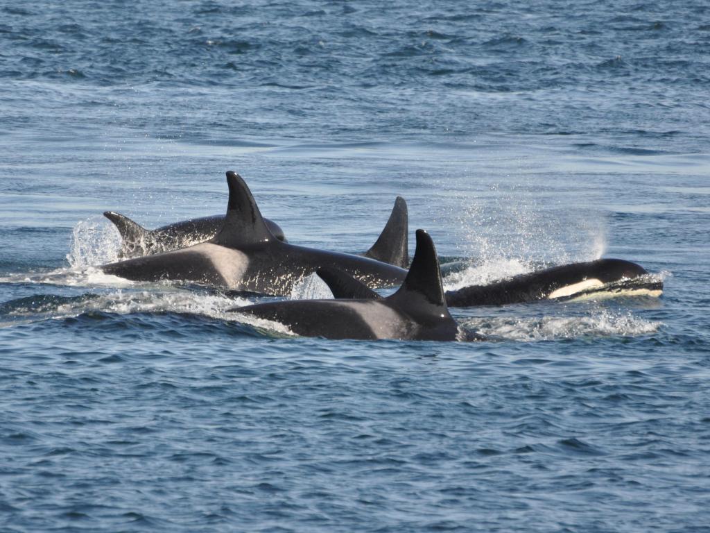 A family of orcas surfacing together