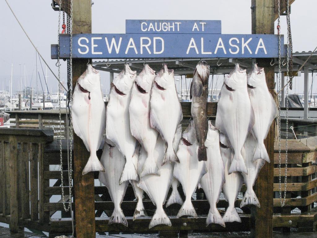Halibuts caught at Seward, Alaska