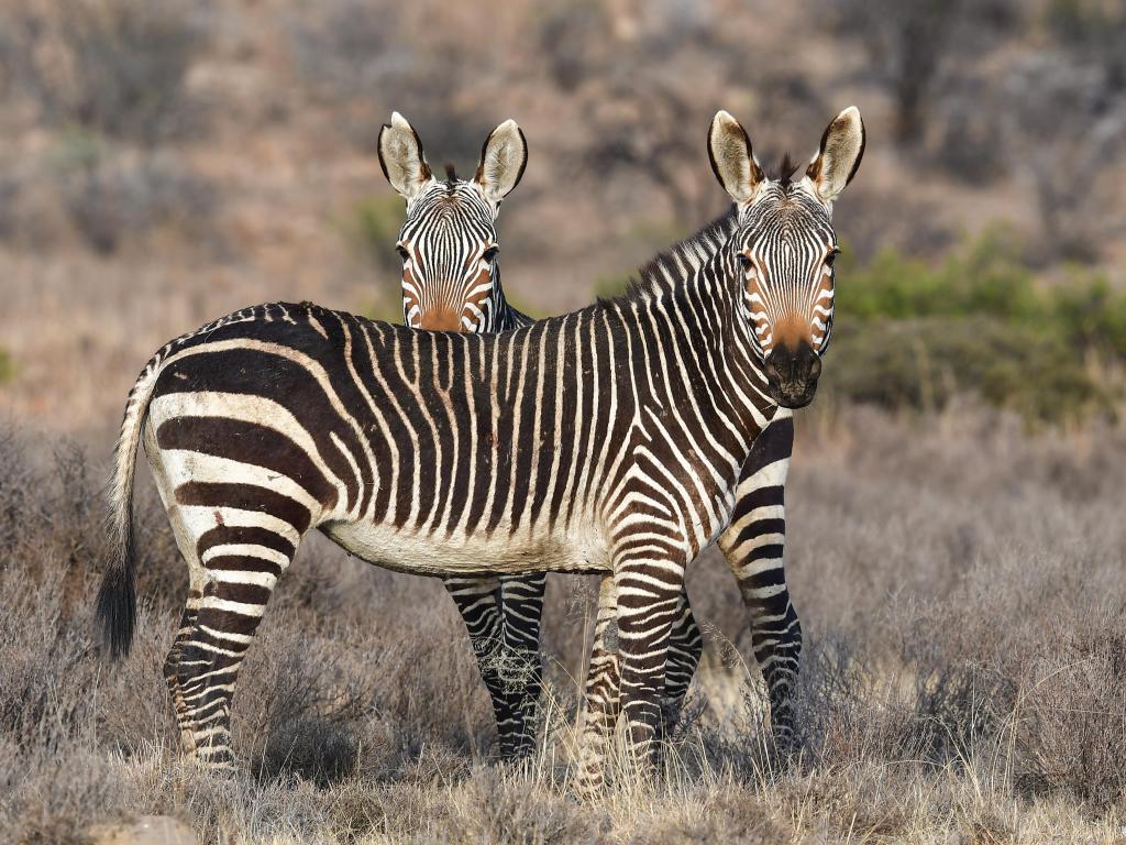 Karoo National Park, South Africa with Cape Mountain Zebra.