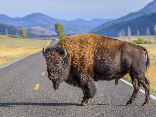 A large male bison is blocking the road in Yellowstone National Park
