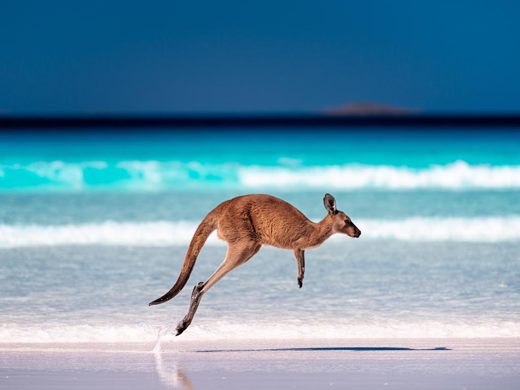  Lucky Bay, Cape Le Grand National Park, Esperance, Western Australia with a kangaroo hopping / jumping mid air on sand near the surf on the beach.