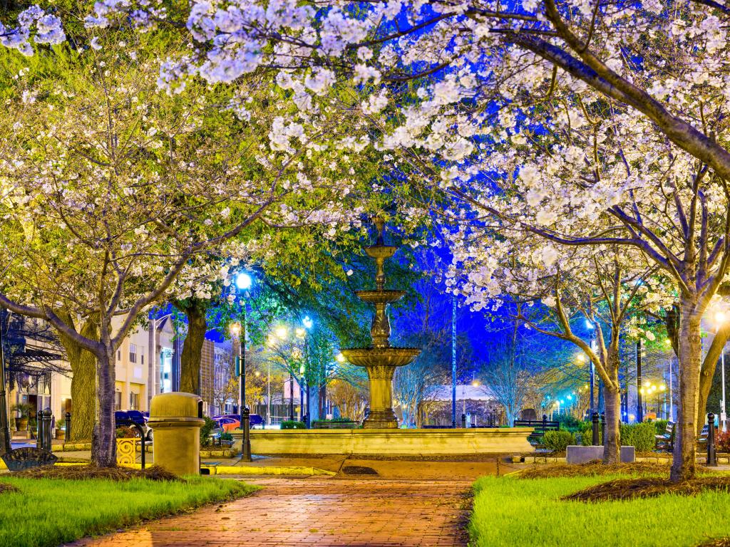 Macon, Georgia, USA downtown with spring cherry blossoms at Dunlap Park at night.