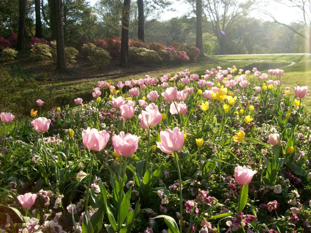 Tulips growing in spring in Callaway Gardens in Pine Mountain, Georgia
