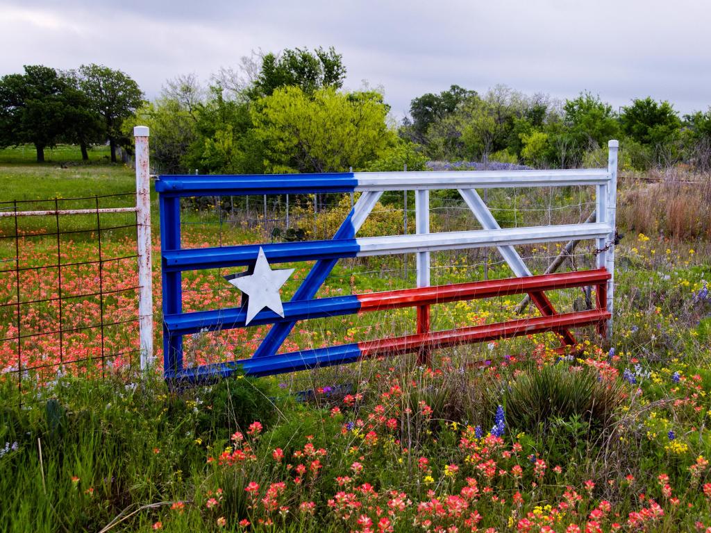 Field Gate painted in the colours of the Texas flag in a field of Paintbrush, Bluebonnets and Yellow flowers.