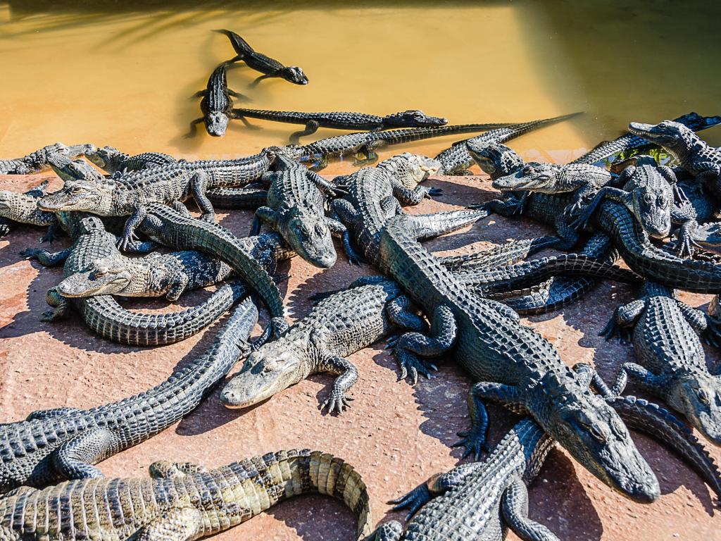 Crocodiles in the Southern Glades 