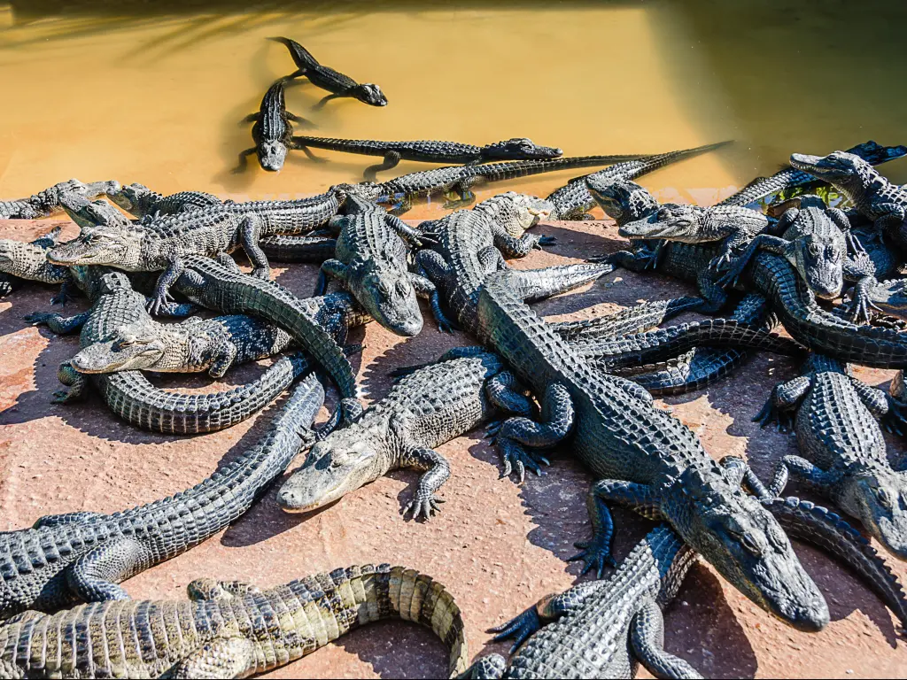 Crocodiles in the Southern Glades 