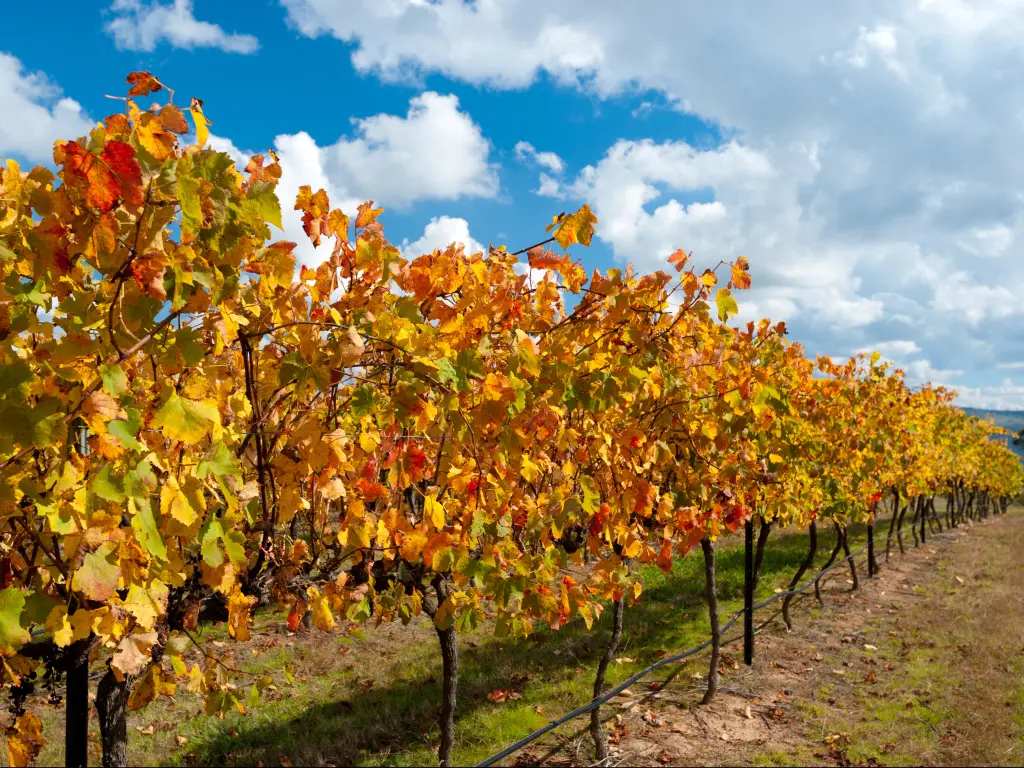 The Central Tablelands wine region tour will take you through quirky small towns north of Canberra.