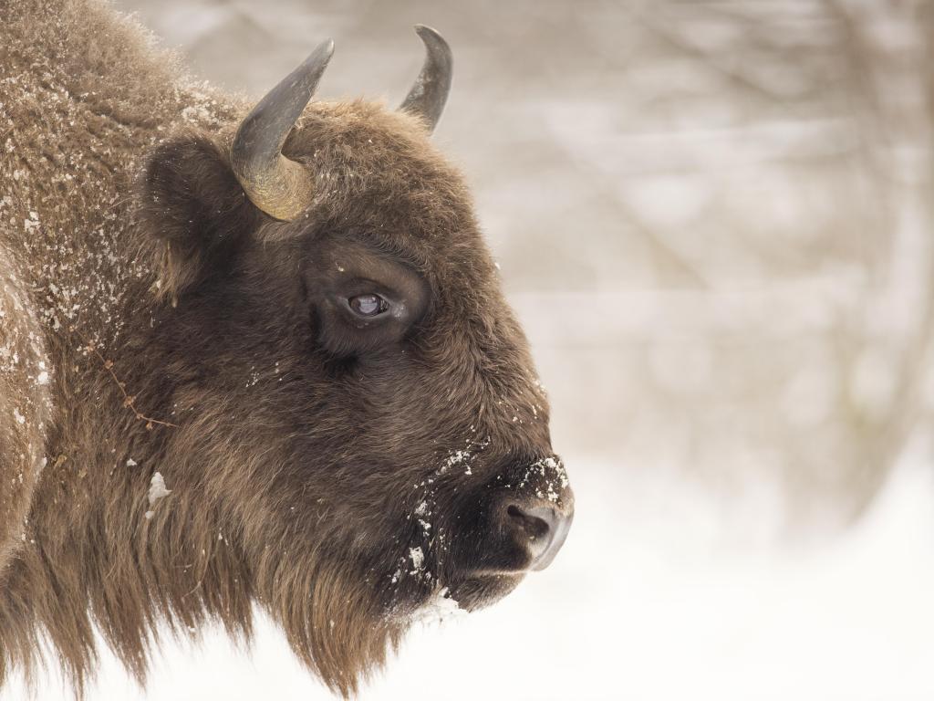 Close up shot of a bison in the snow, focused on the face
