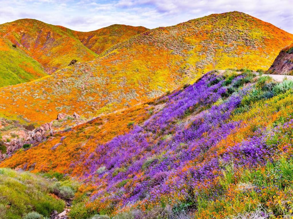 Walker Canyon during the superbloom, orange California poppies and purple flowers covering the mountain valleys near Lake Elsinore, south California