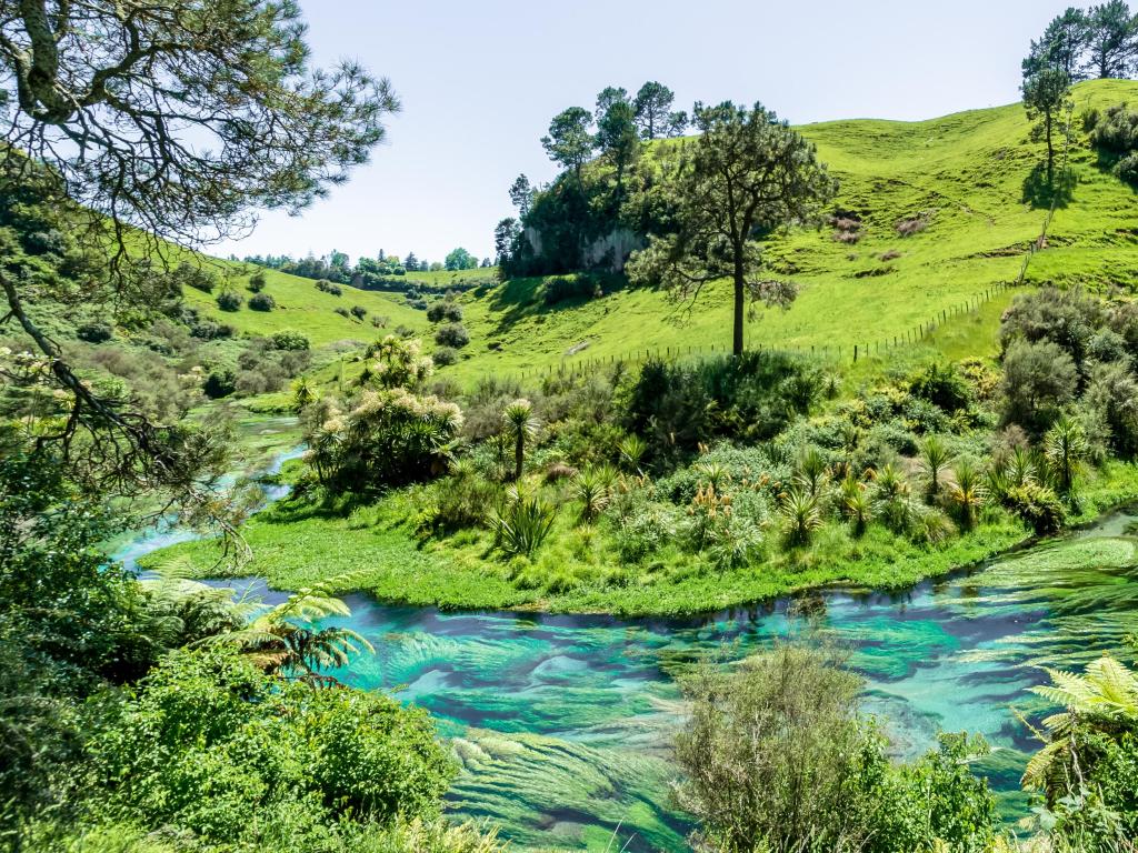 Hamilton, New Zealand with a view of the Blue Spring which is located at Te Waihou Walkway. 