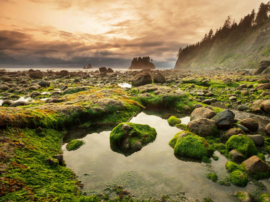 Olympic National Park's rocky shoreline at dawn 