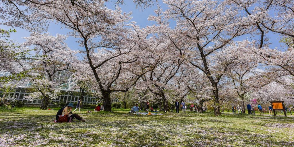 People relaxing under the cherry blossom trees in Kyoto 