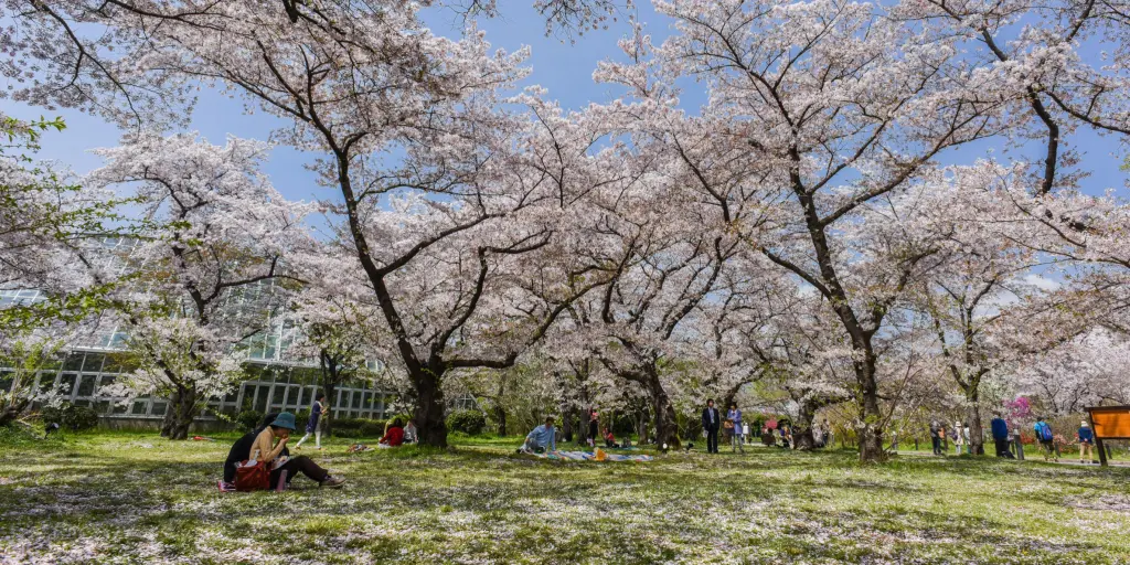 People relaxing under the cherry blossom trees in Kyoto 