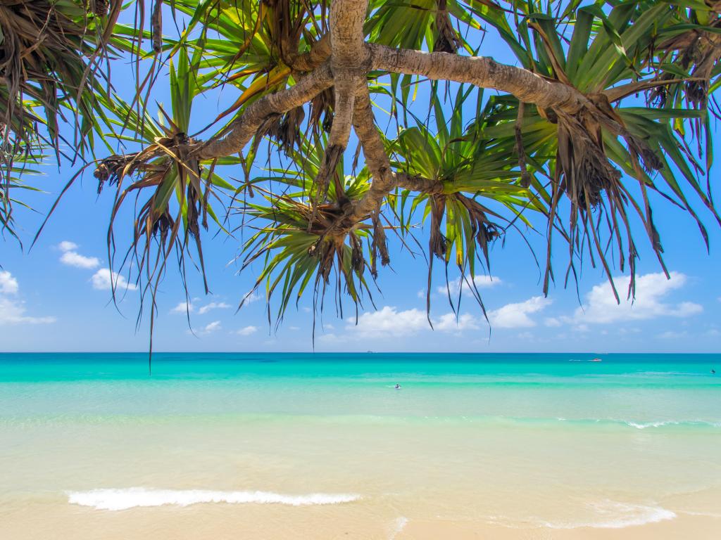 Golden sand and blue water on a clear day with palm trees framing the image