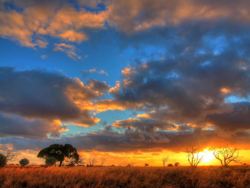 Grassy foreground and wide sky broken by a few trees with vibrant orange sunset light and shadows