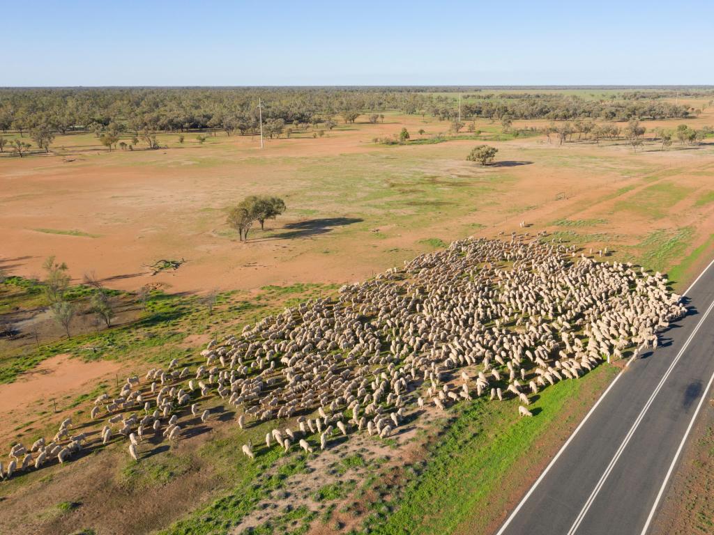 large flock of sheep on dry ground next to road, viewed from above