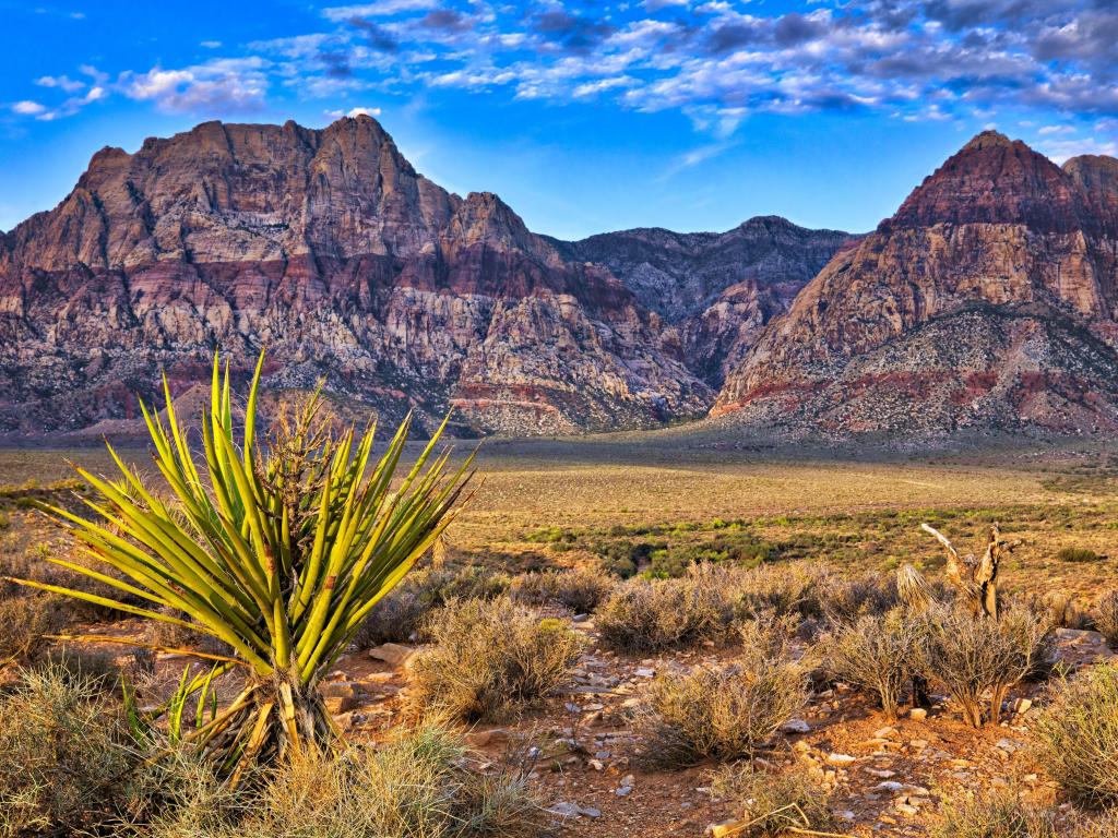 Red Rock Canyon, Nevada, USA taken at Sunrise with plants in the foreground and the rocky mountains in the distance against a blue sky.