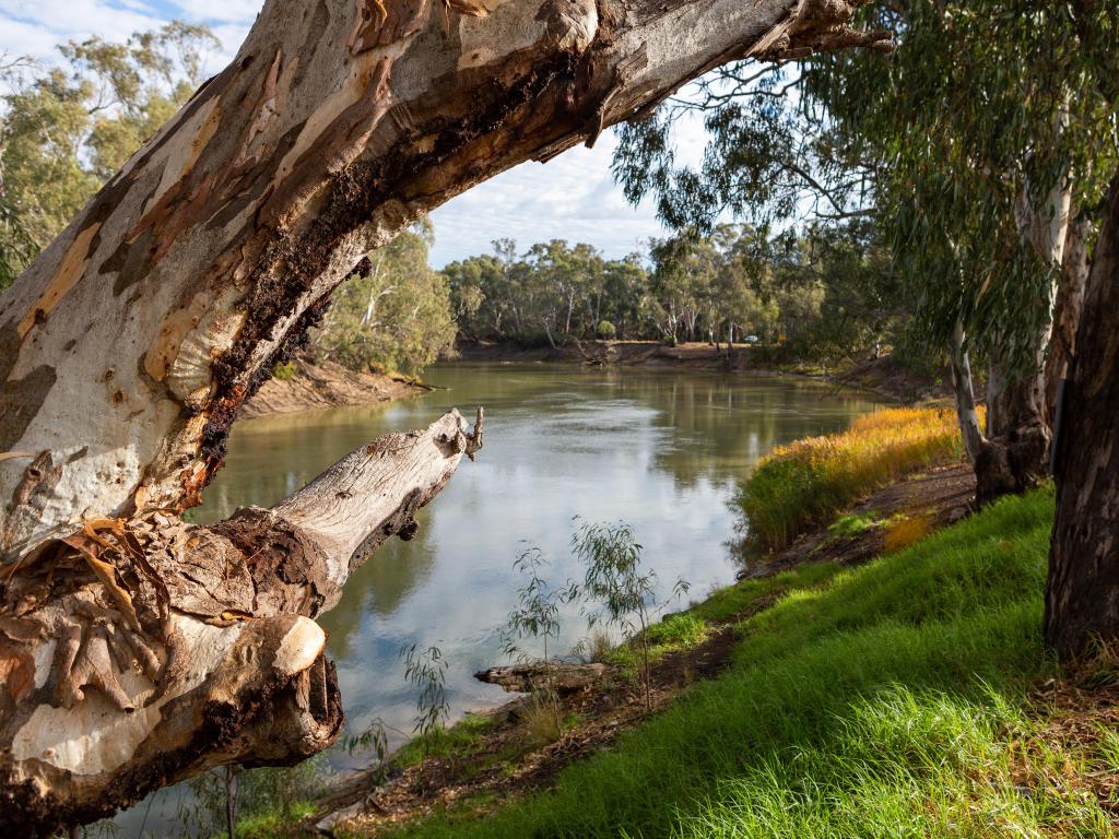 The redgum trees on the banks of the River Murray