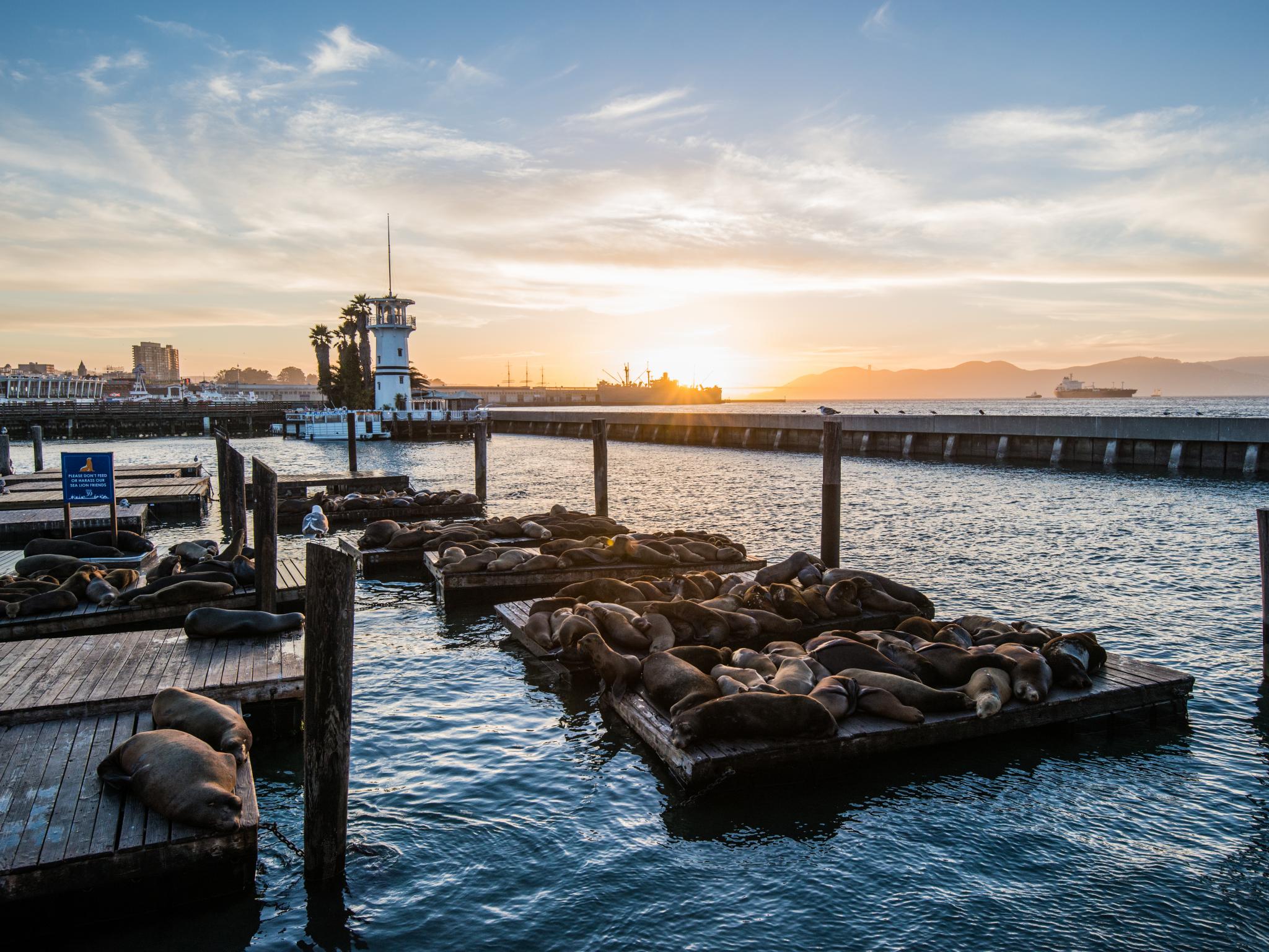 Pier 39 San Francisco (A Great Place To See Sea Lions!) - Northeast Allie