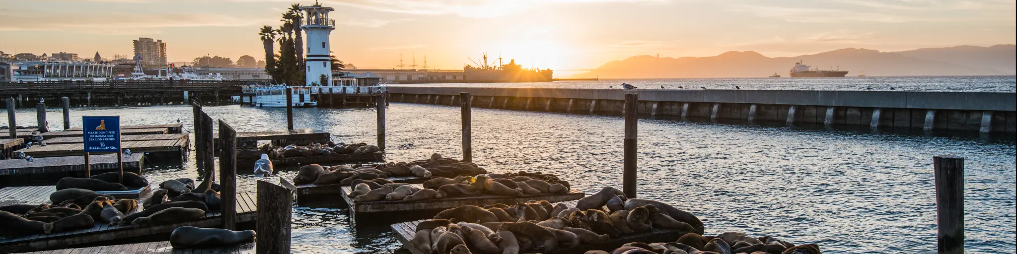 Seals on wooden platforms along Pier 39 in San Francisco at sunset.