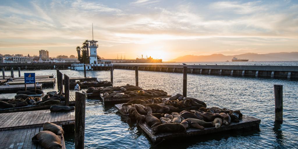 Seals on wooden platforms along Pier 39 in San Francisco at sunset.