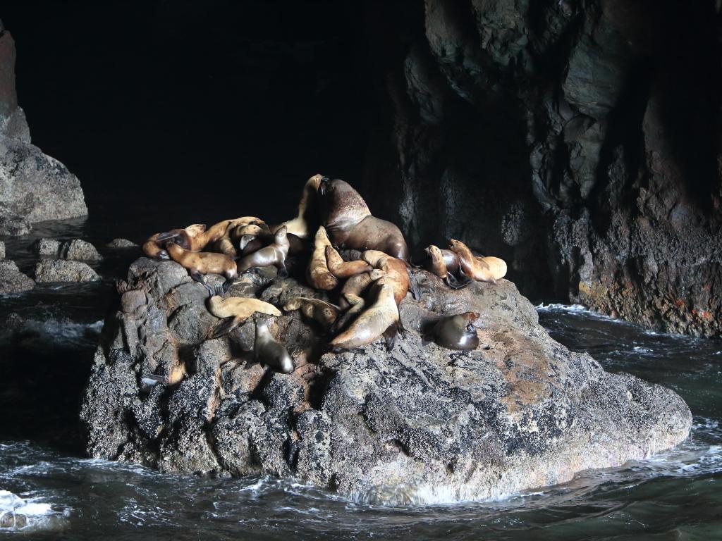 Adorable sea lions bundled up on a rock in a sea cave
