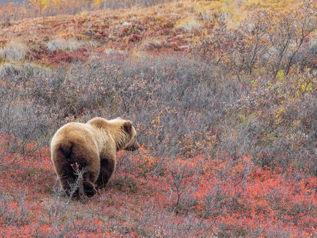 Grizzly Bear walks through colorful fall shrubbery in Denali National Park, Alaska