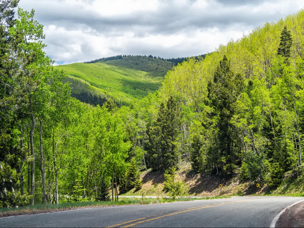 Santa Fe National Forest park, New Mexico, USA in Sangre de Cristo mountains with green aspen foliage trees in spring or summer by winding road turn.