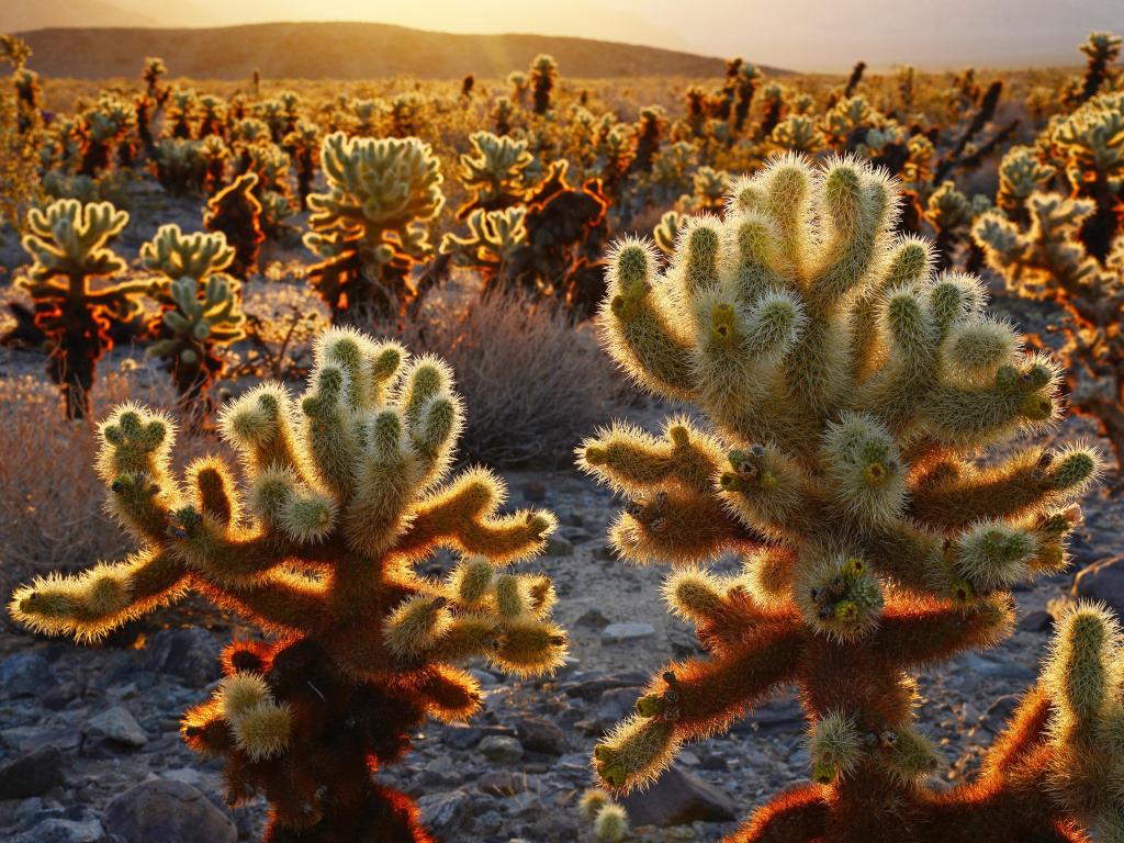 Cholla Cactus Garden in Joshua Tree National Park. The cacti glisten in the warm morning sunshine at sunrise