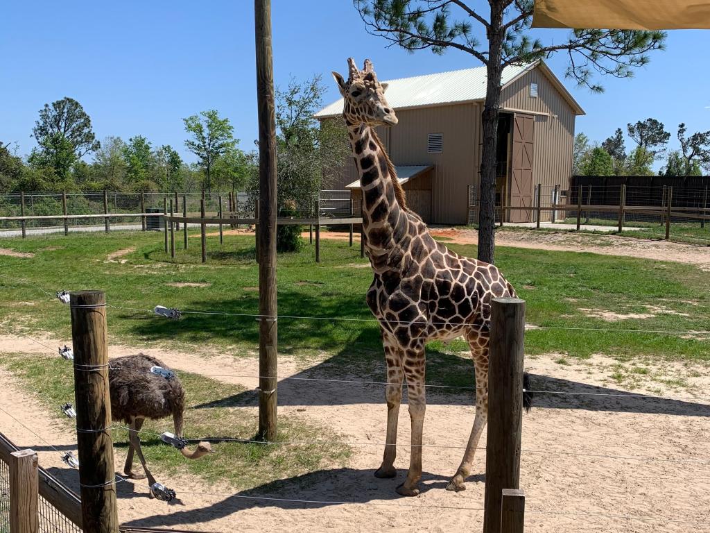 Giraffe enclosure at Alabama Gulf Coast Zoo in Gulf Shores