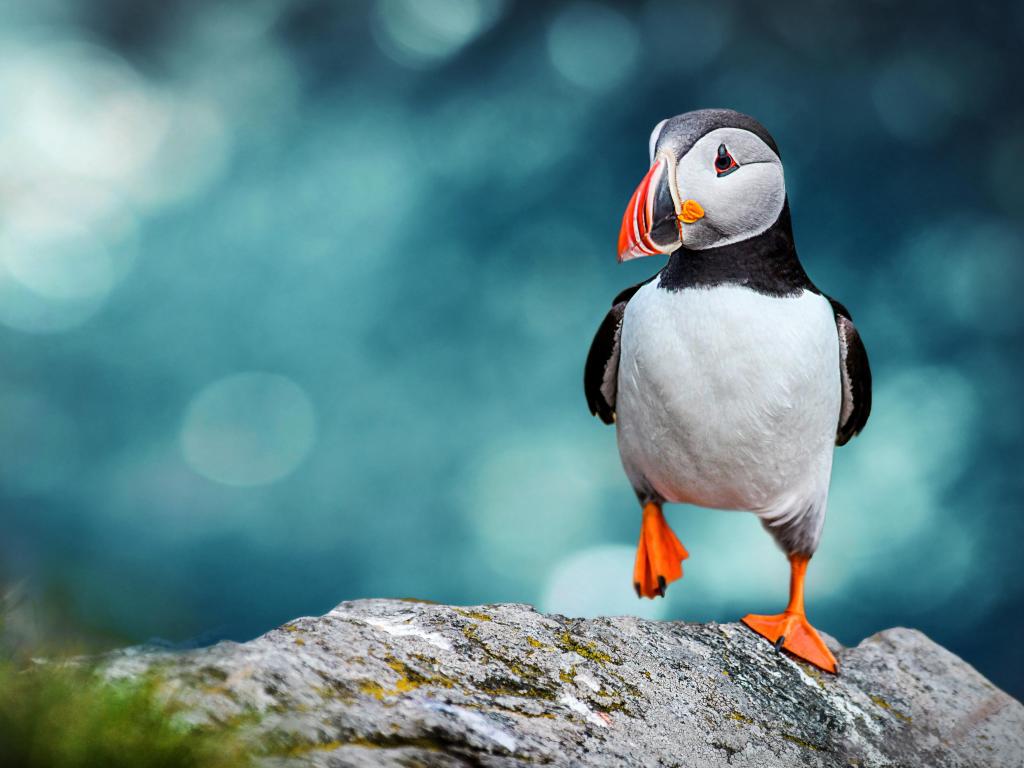 Atlantic Puffins bird or common Puffin in ocean blue background. They are commonly found in Canada.