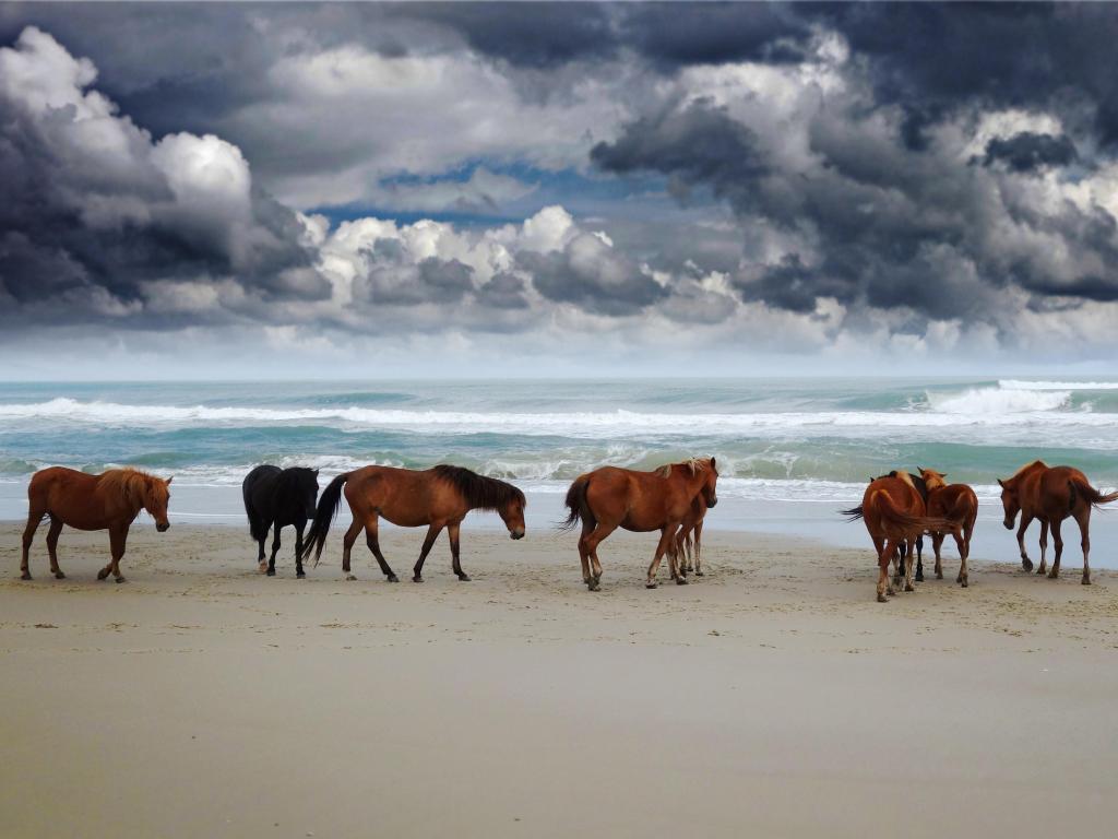 Corolla, North Carolina, USA with its famous wild horses on the beach in North Carolina under dark clouds.