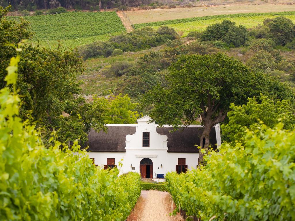 Vineyard with dutch colonial style farm house in South Africa's wine area