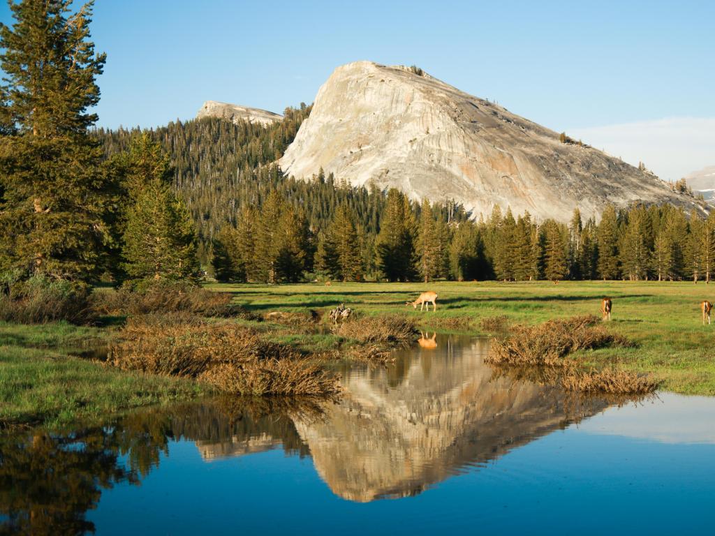 Landscape of Tuolumne Meadows and Lembert Dome, a deer drinking water from the lake