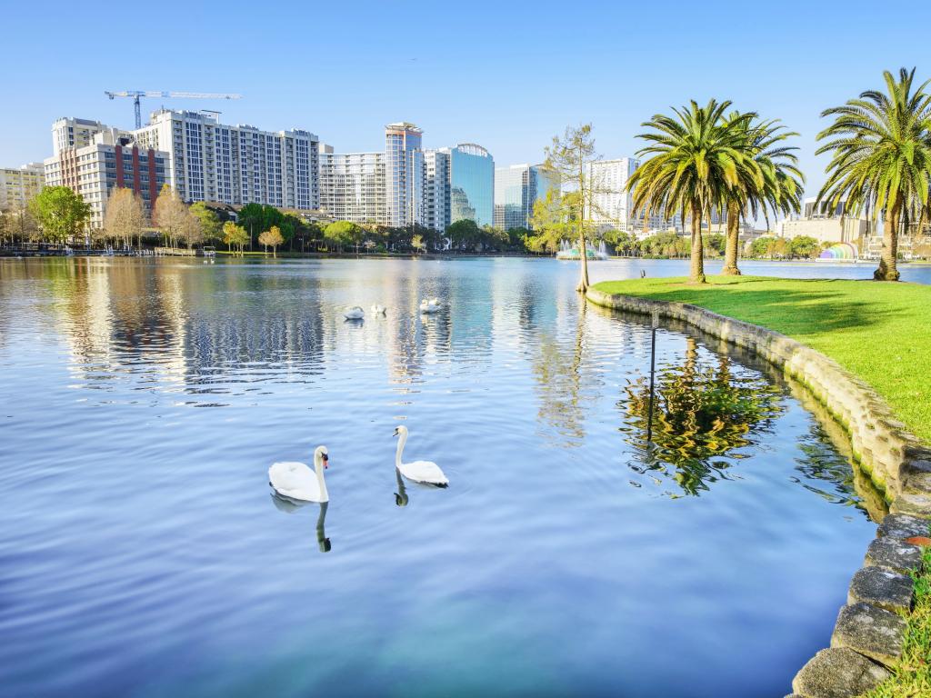 Swans in a Lake park in Orlando with the scape of the city and palm trees in the background