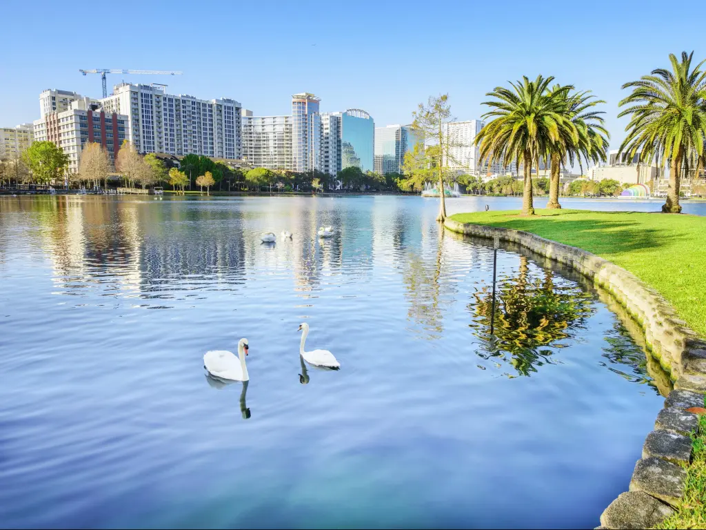 Swans in a Lake park in Orlando with the scape of the city and palm trees in the background
