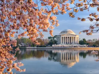 Washington, DC, USA taken at the Tidal Basin and Jefferson Memorial during spring with cherry blossom in the foreground and a blue sky.