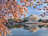 Washington, DC, USA taken at the Tidal Basin and Jefferson Memorial during spring with cherry blossom in the foreground and a blue sky.