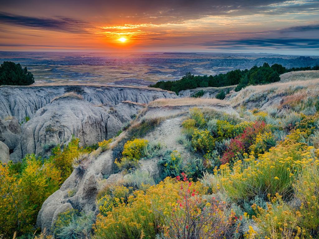 Badlands National Park, South Dakota at sunrise with pretty wildflowers growing in the foreground, rocky terrain and looking down at the valley in the distance.