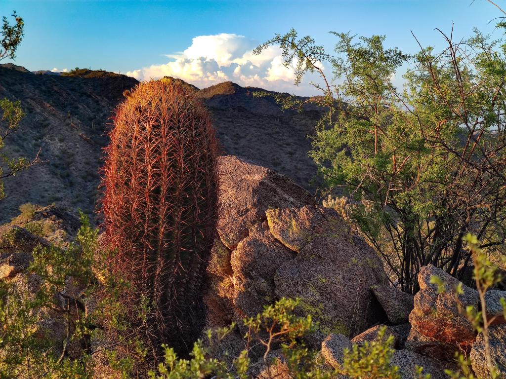 Image of a red cactus barrel on the trails of Skyline Regional Park, Arizona, USA.
