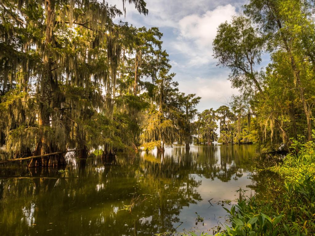 Lake Martin, USA mossy cypress trees in the swamp lake. Traditional Louisiana landscape. 