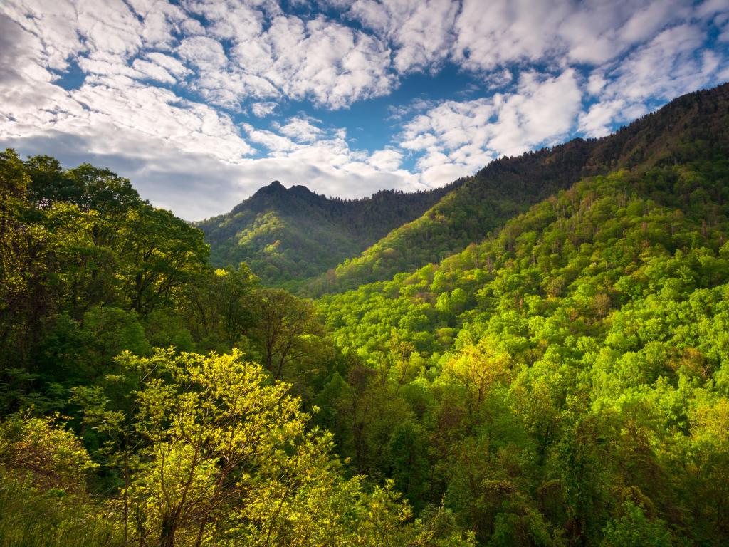 Great Smoky Mountains National Park, USA with a scenic landscape featuring morning light skipping across popular hiking area The Chimneys.