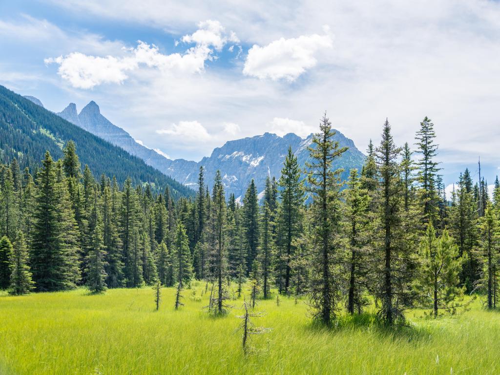 Kootenai Lakes Hike, Glacier National Park, Montana, USA with tall trees in the foreground and lush green grass, mountains in the distance on a sunny but cloudy day.