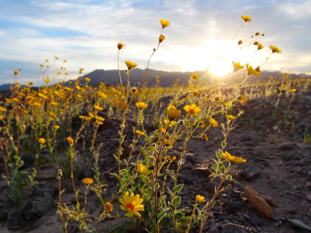 Sunrise over the famous Superbloom of yellow wildflowers in Death Valley National Park, with mountains in the background