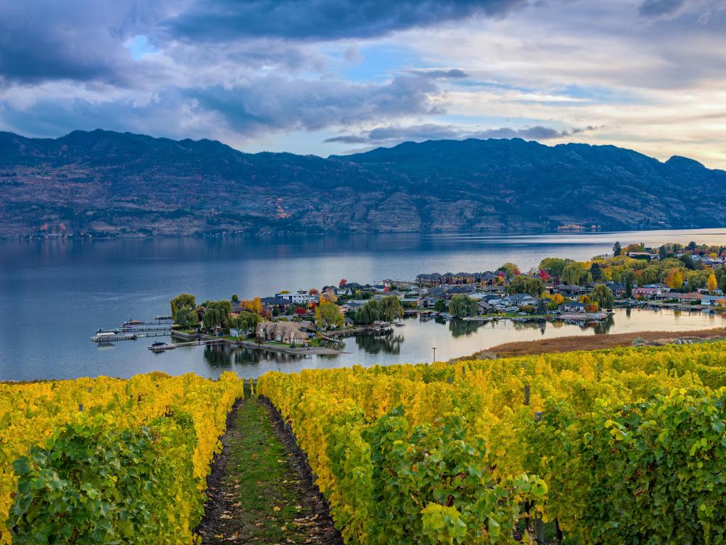 Kelowna, British Columbia, Canada with a vineyard in the foreground overlooking Okanagan Lake and the town in the distance in the fall.