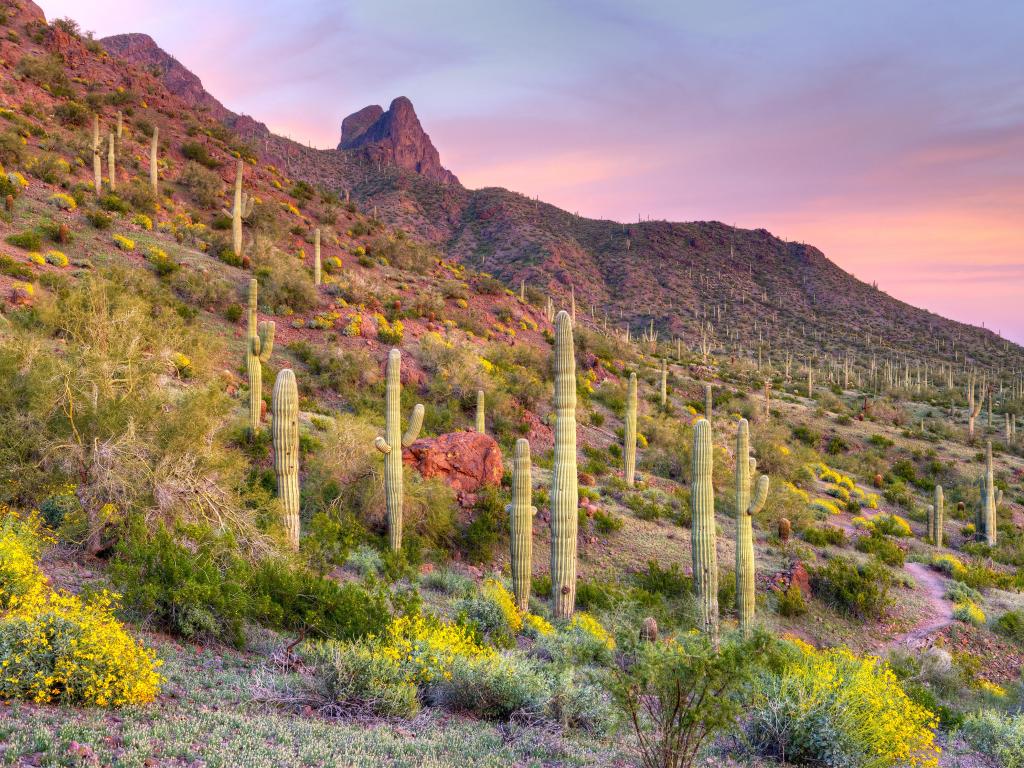 Picacho Peak State Park, Arizona, USA at sunset, surrounded by blooming desert.